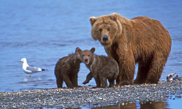 mother bear with cubs