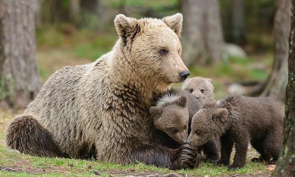 Mother bear and cubs