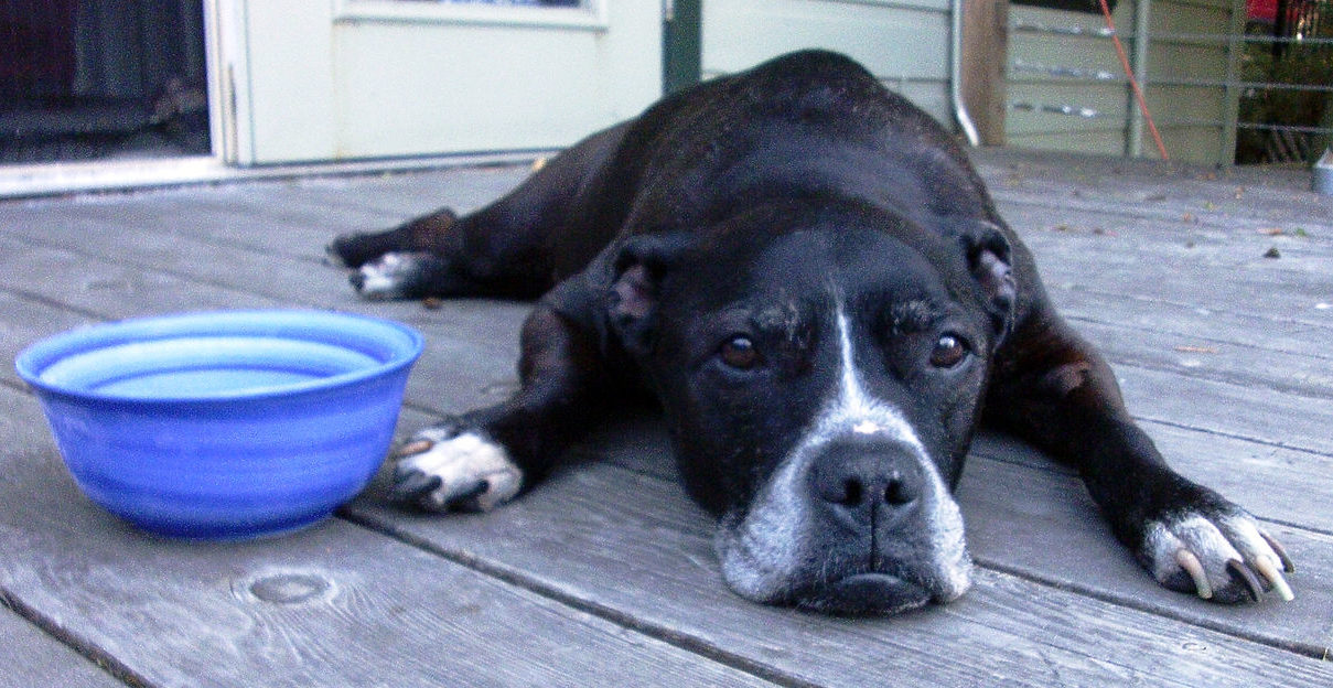 A dog on the porch in the summer.