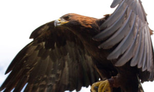 Captive Golden Eagle (Aquila chrysaetos) in flight in the United Kingdom