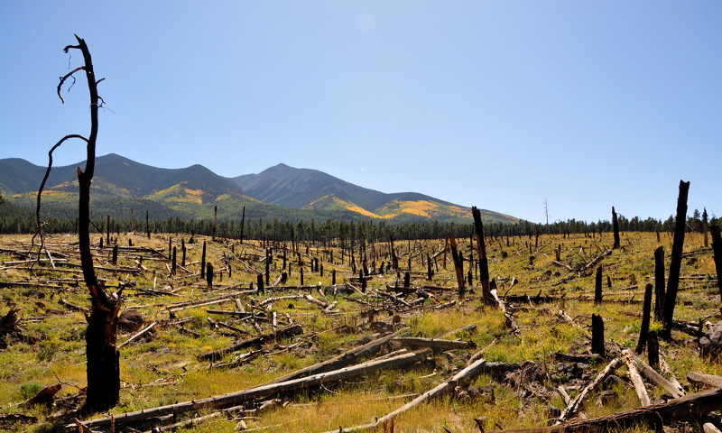 USDA Forest Service, Coconino National Forest, Burnt trees (CC BY-SA 2.0)