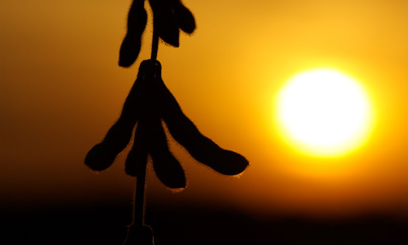 United Soybean Board, Soybean Pods at Sunset (CC BY 2.0)