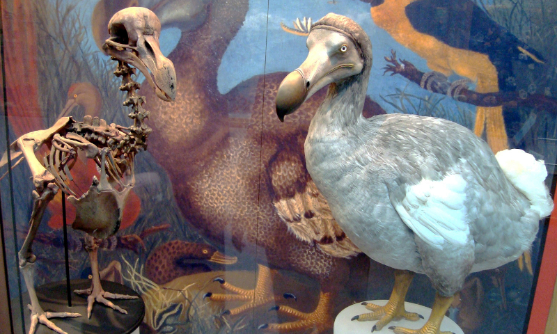 A dodo (CC BY 2.0 by a Wikimedia user)