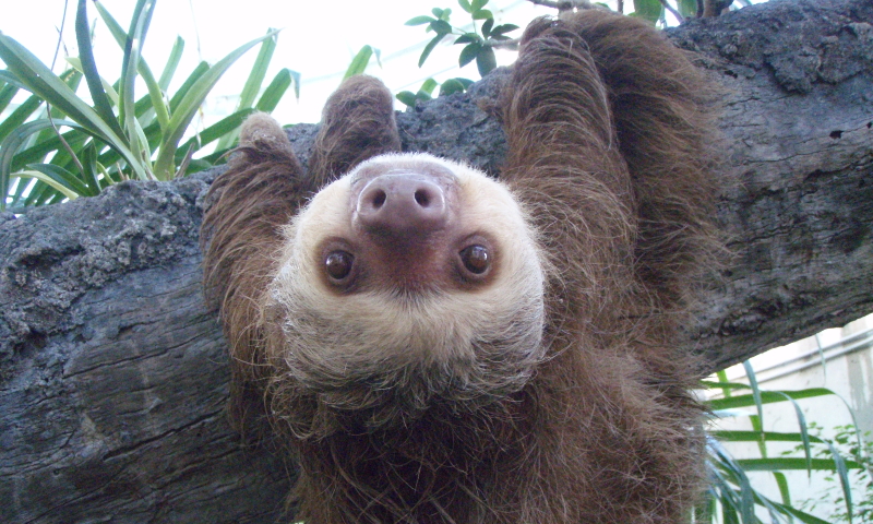 Two toed sloth (CC BY-SA 3.0 by a Wikimedia user)