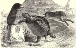 Grandville Tortoise