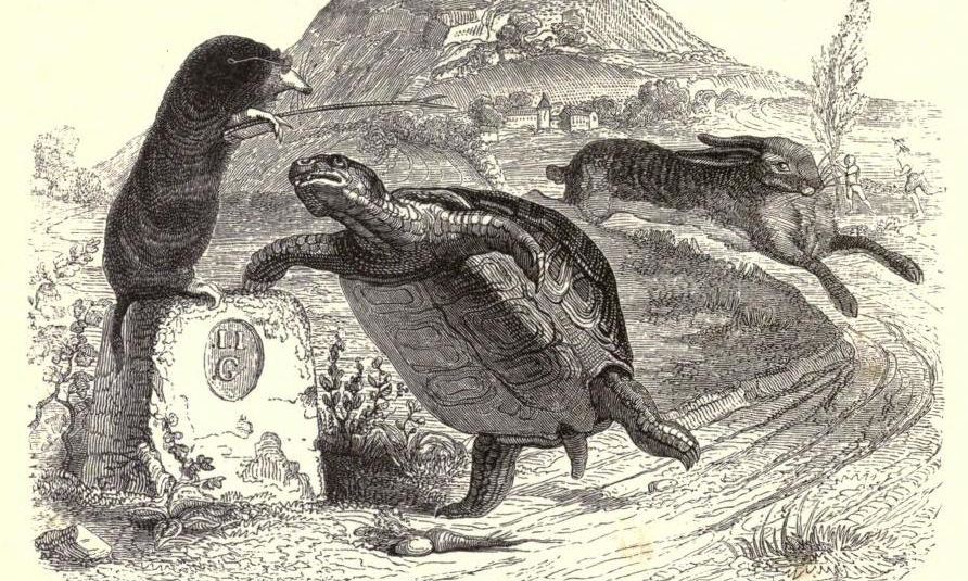 Grandville Tortoise