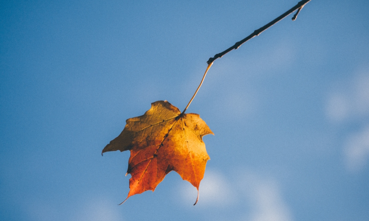 Aaron Burden, Leaf