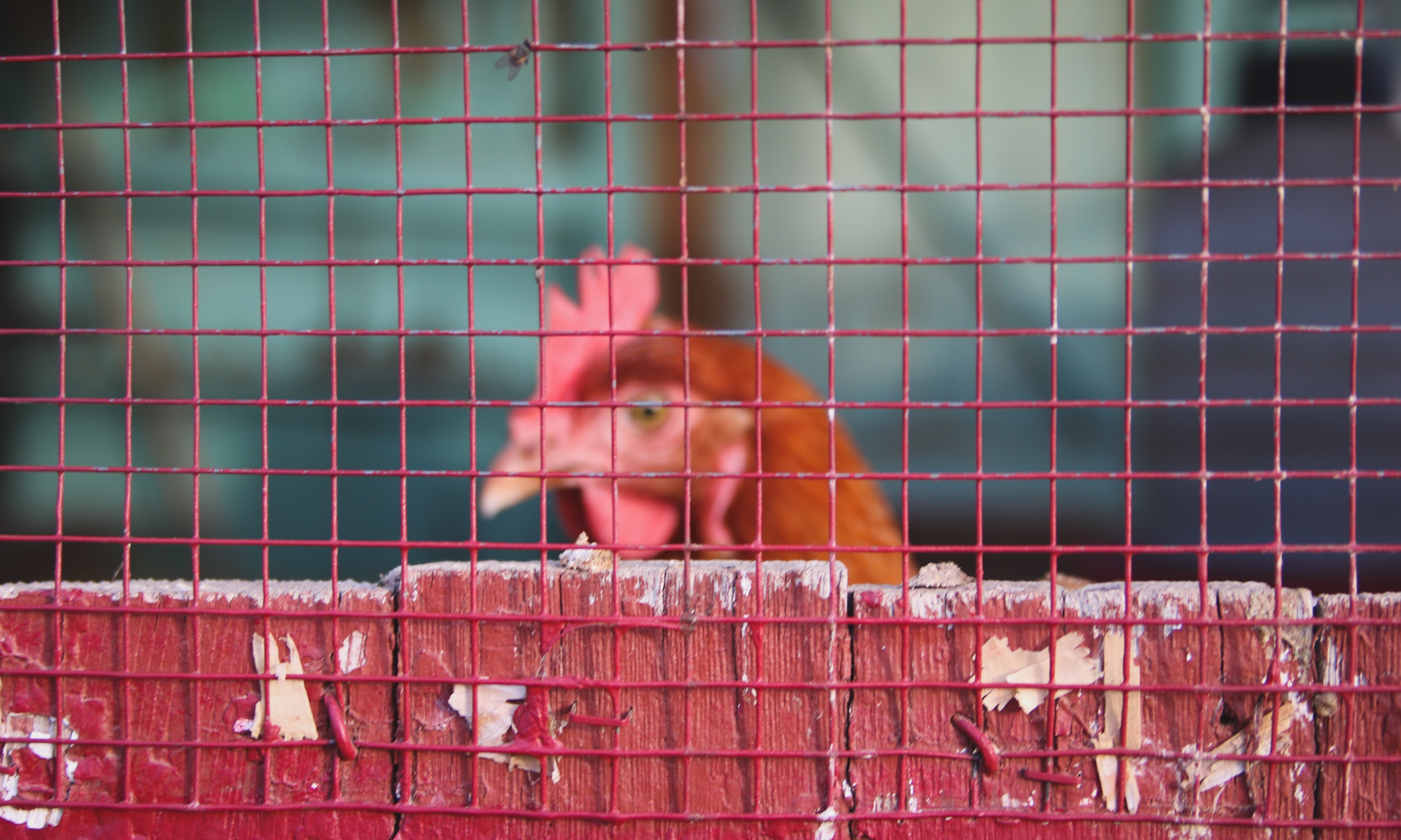 fence, red, chicken