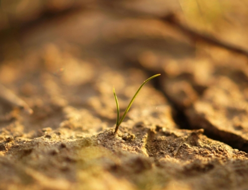 Where Did I Get These?